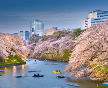 桜の花びら、放置すると意外と跡が残ることもあります
